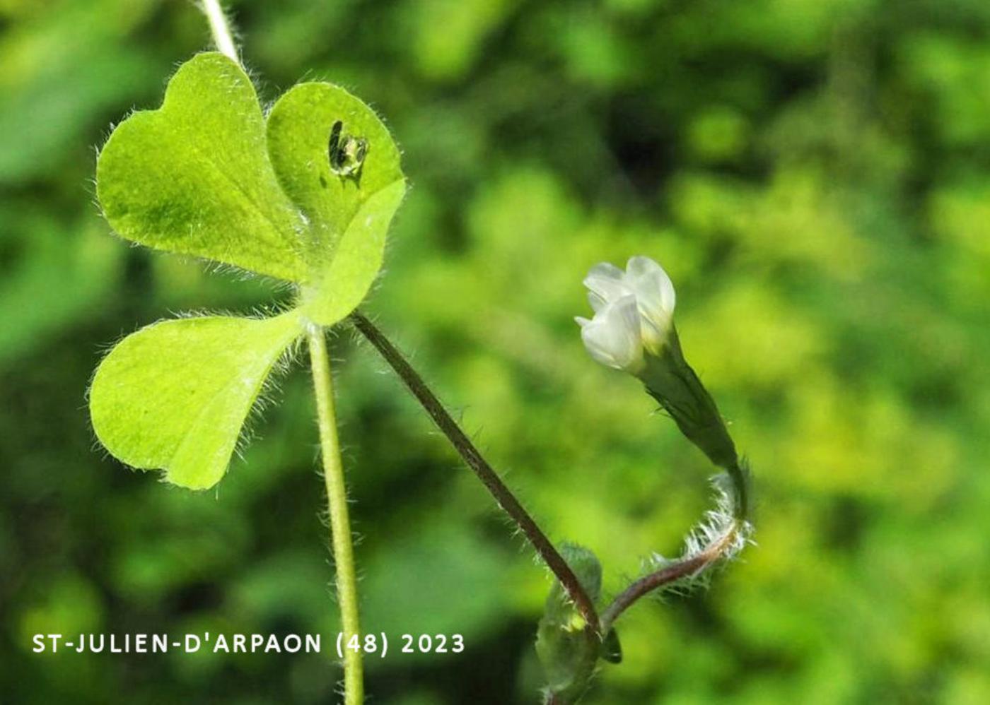 Clover, Subterranean flower